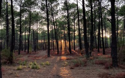 Marche en forêt : retour aux sources